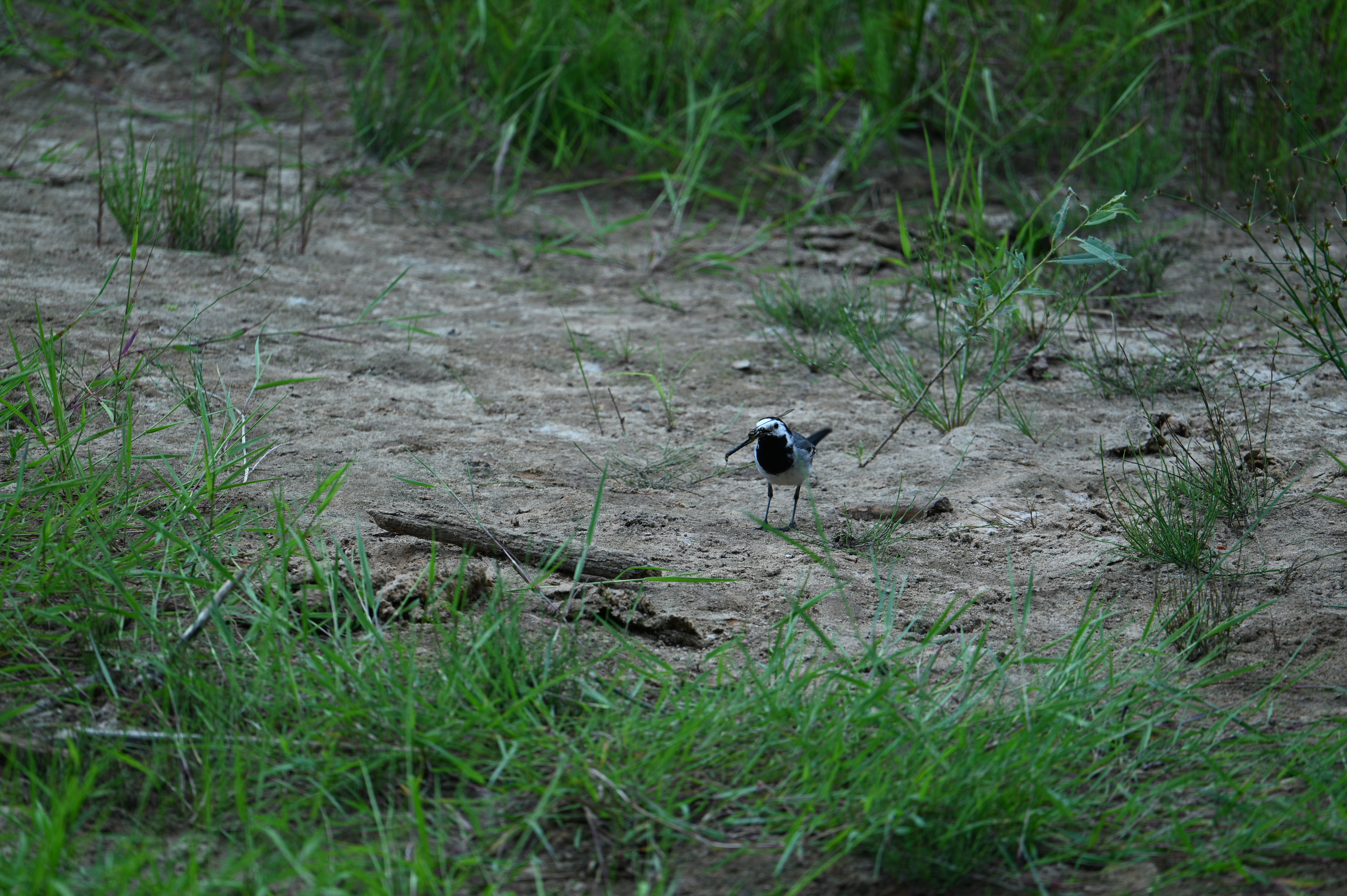 2025/07/09-14 - trip/DSC_0408.JPG